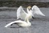 Trumpeter Swans on McGowan Lake, photo by Carol Raymo