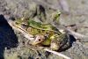 Northern Leopard Frog