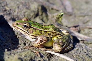 Northern Leopard Frog