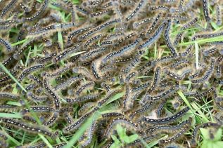 Eastern Forest Tent Caterpillar