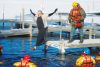  This year’s most senior plunger was Karen Burke who appears to walk on water.