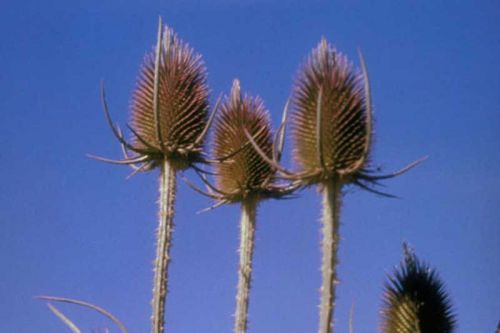 Common Teasel by Steve Dewey, Utah State University, Bugwood.org