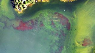 Drone photo of an area called Ridge Lane, brown patches are European Water Milfoil infestations) an area of 4270 sq. metres