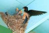 Barn Swallows