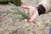 Plant a tree for mom this Mother’s Day