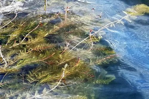 Eurasian Milfoil in Ardoch Lake