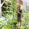 Things are looking up for Alan Macdonald and the beans in the Food Bank Community Garden greenhouse at the Grace Centre in Sydenham. Photo/Craig Bakay