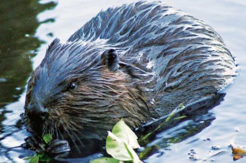 Beaver on Bobs Lake courtesy Peter Muzik.