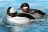 Buffleheads