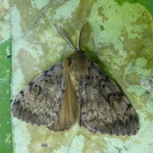 Male Gypsy Moth